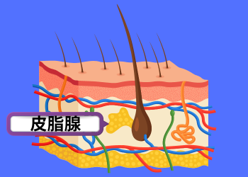 皮脂腺の画像